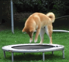 Skaczący piesek na trampolinie